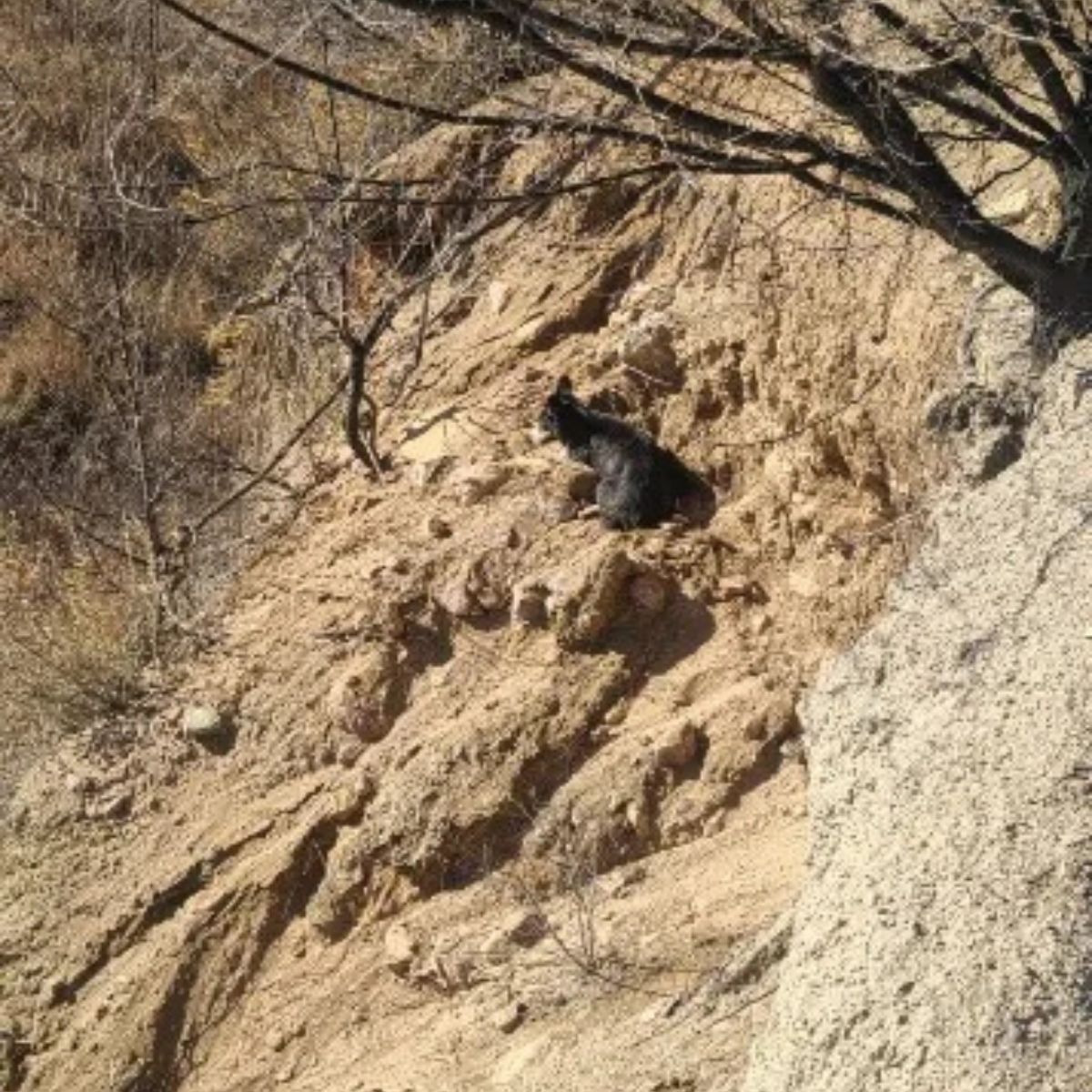 black dog on cliff