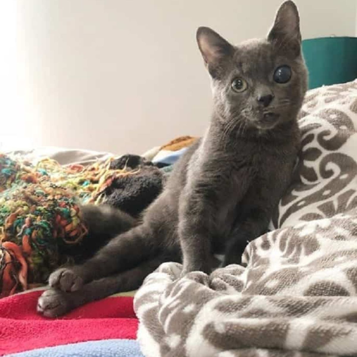 black kitten with injured eye