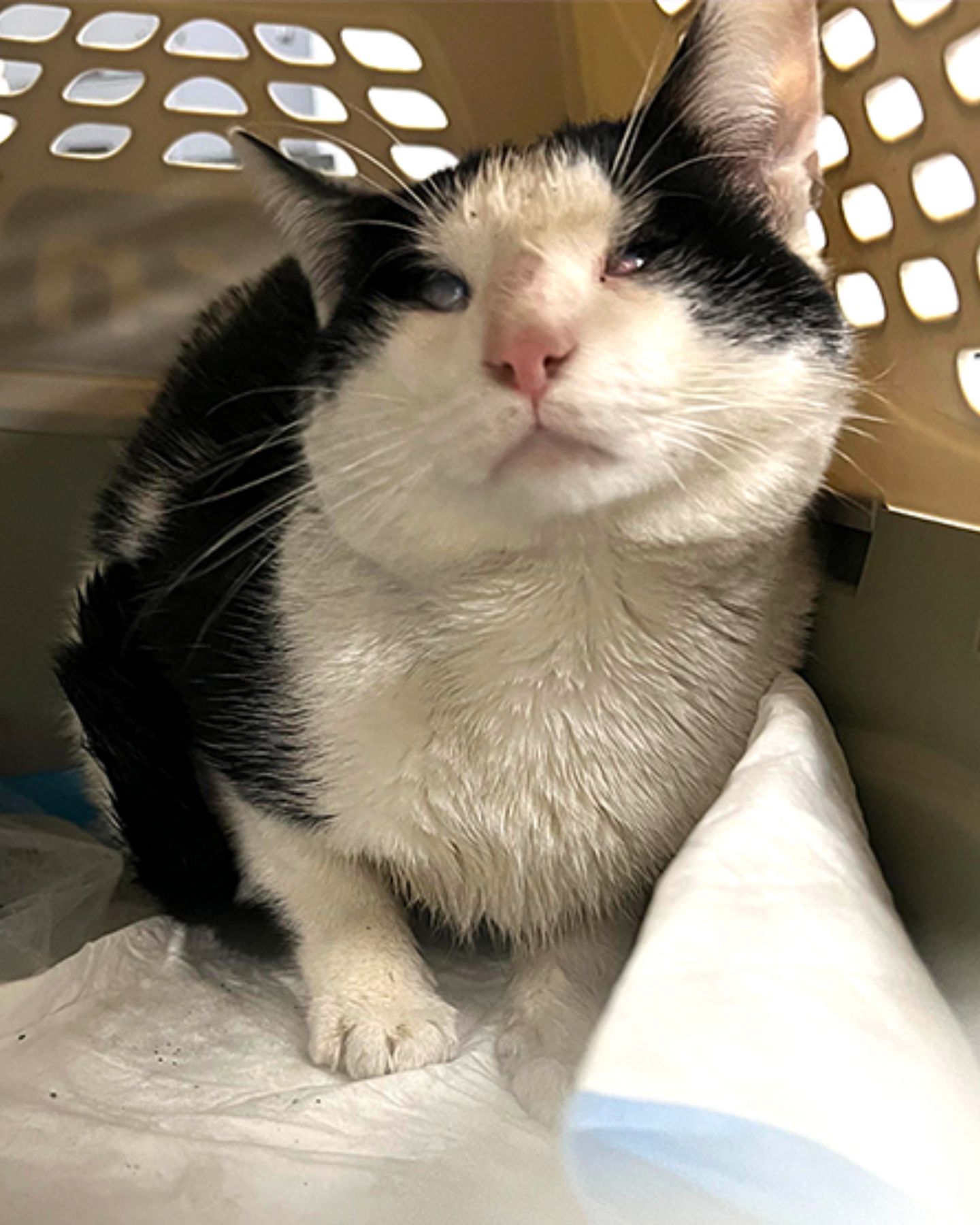 blind cat in crate