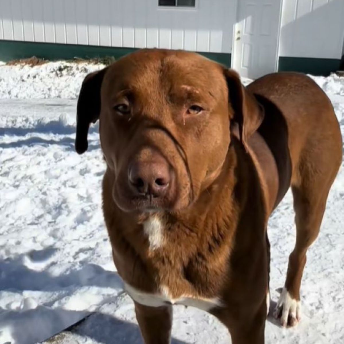 brown dog on a snow