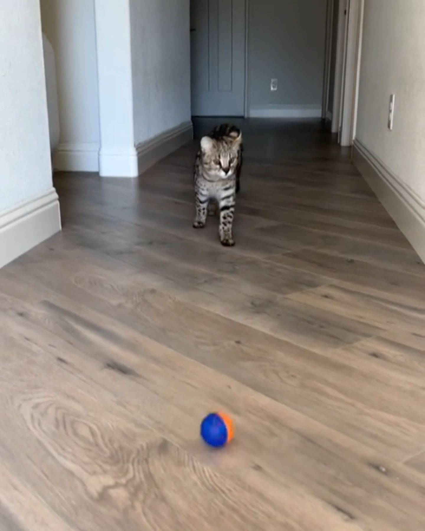 cat and ball in hall