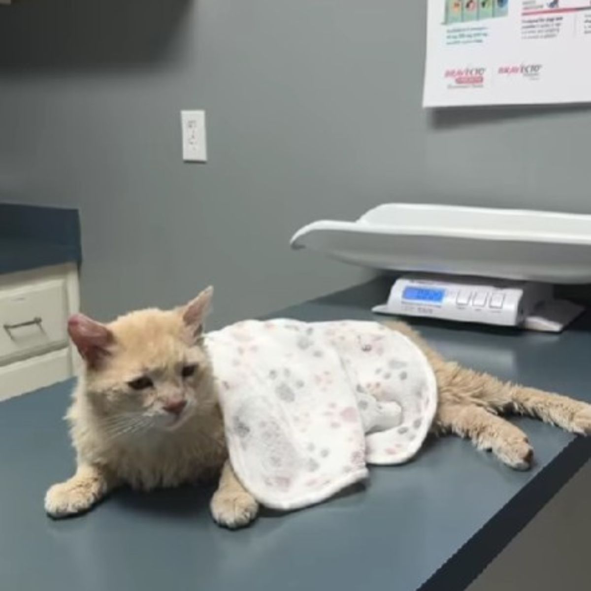 cat at vets