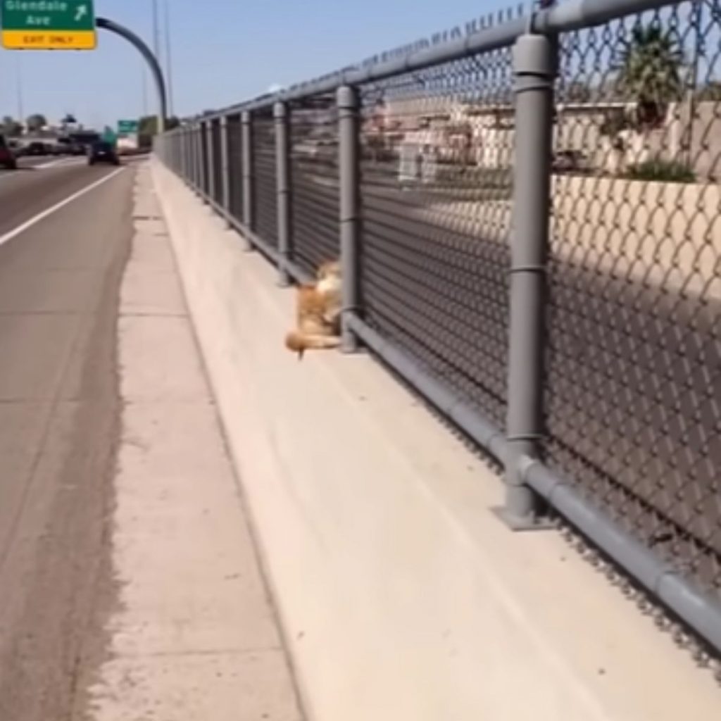 cat clinging to a metal fence on highway