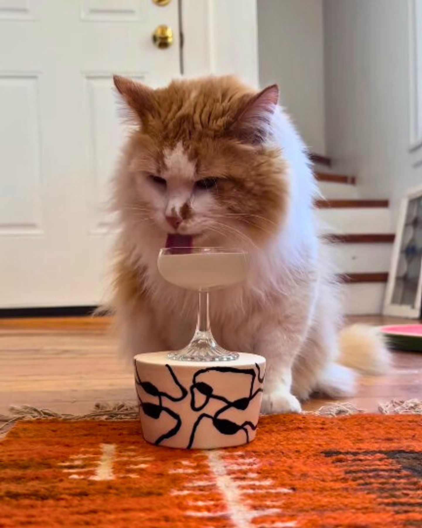 cat drinking a cocktail