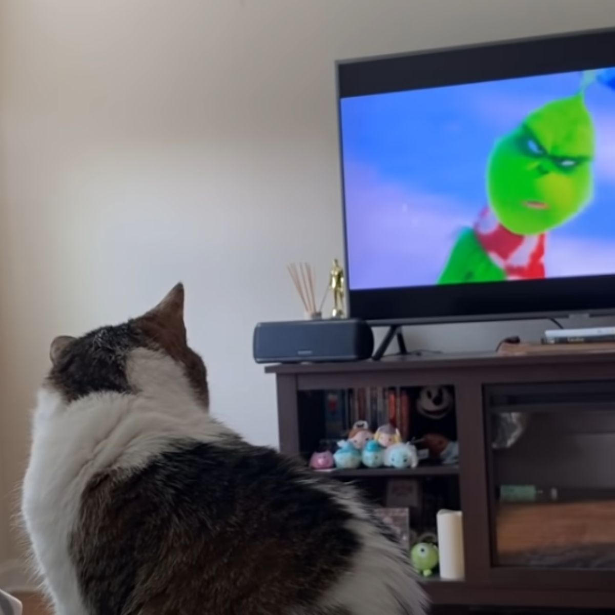 cat enjoy watching a tv