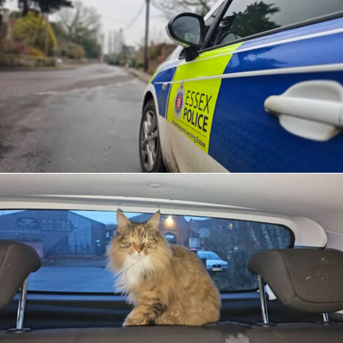 cat in police car