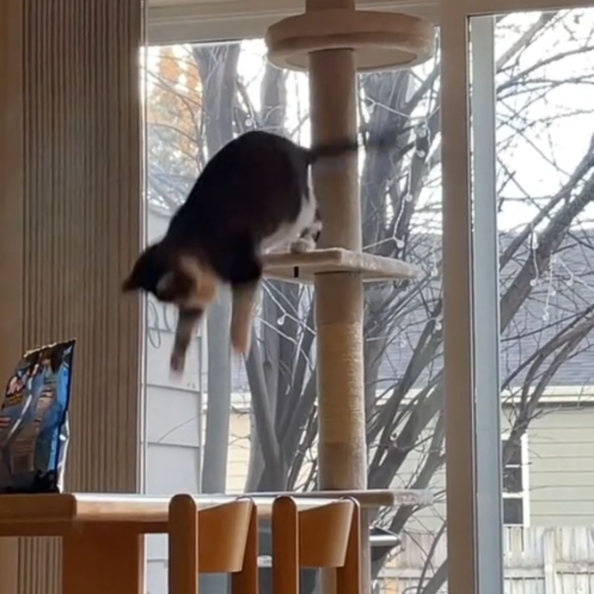 cat jumping down