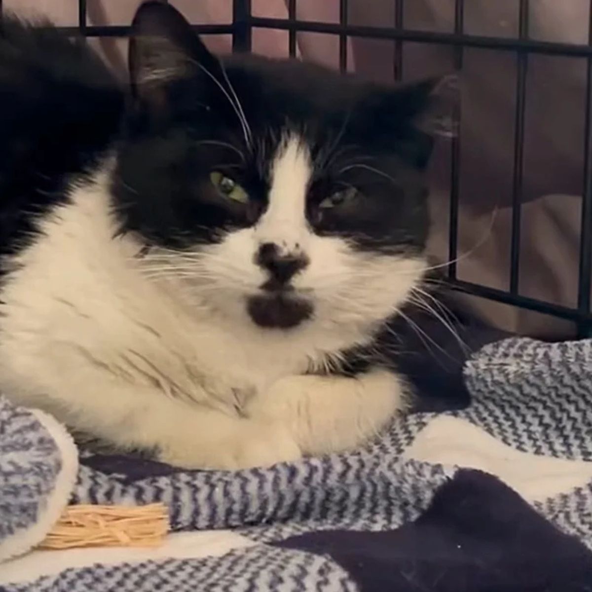 cat laying in crate