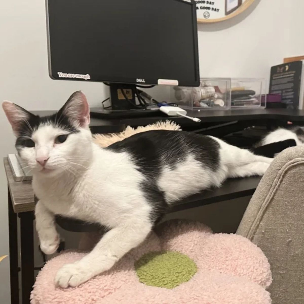 cat laying on PC table