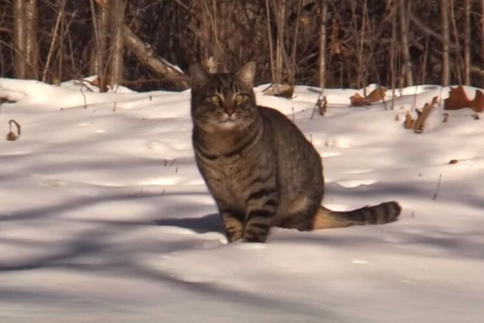 cat on snow