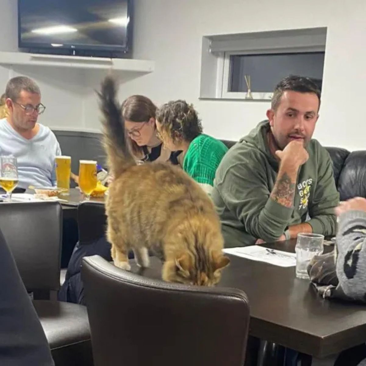 cat on table