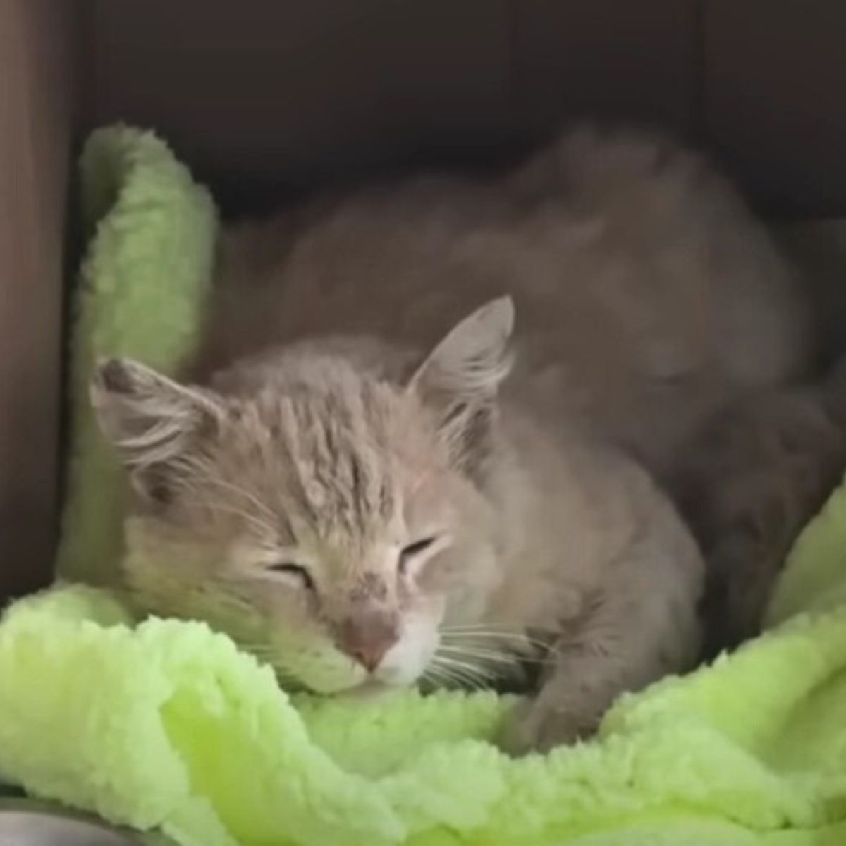 cat sleeping in cardboard box