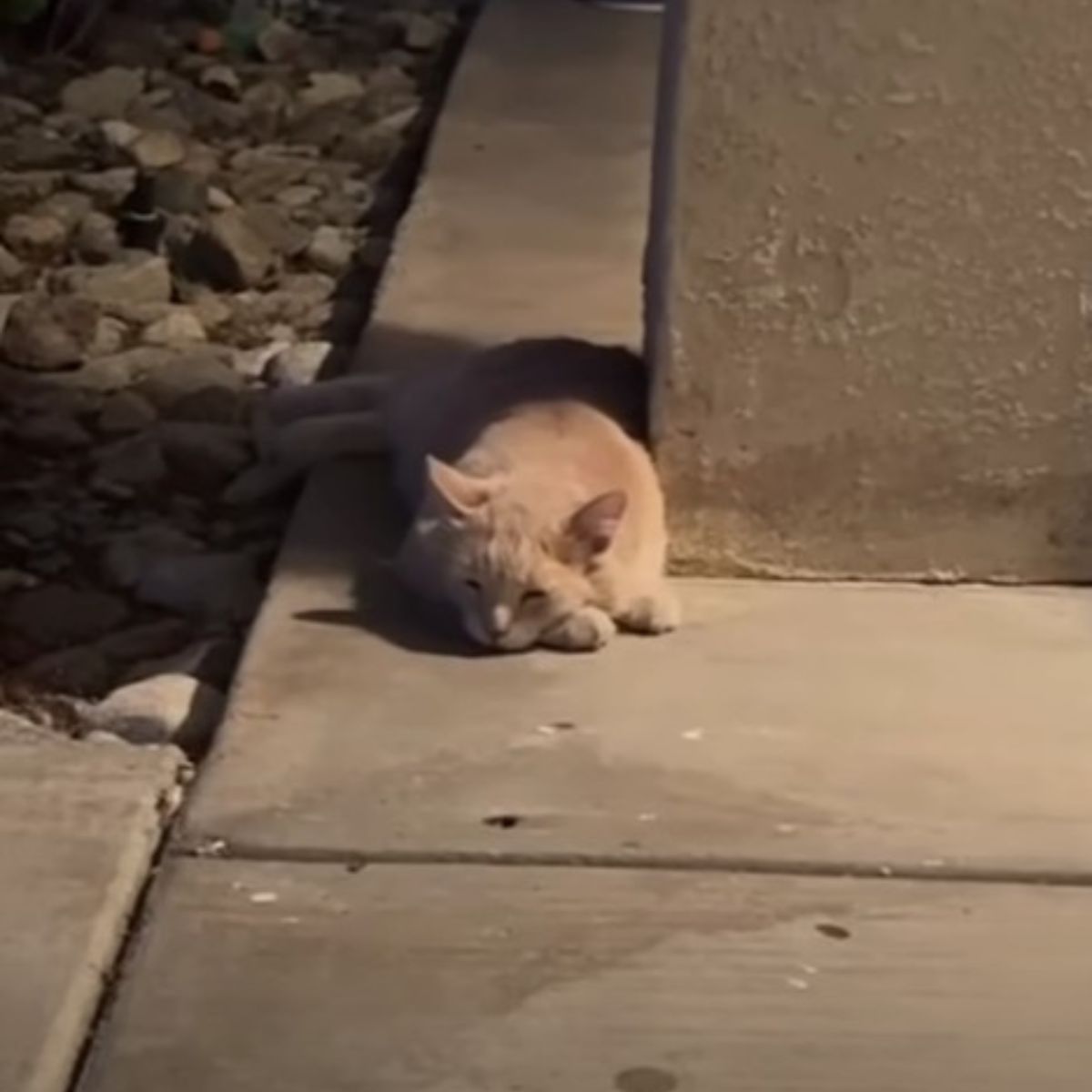 cat sleeping outside