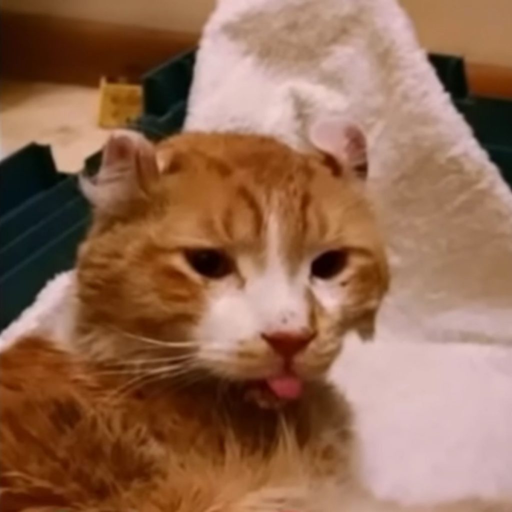 cat sticking his tongue out