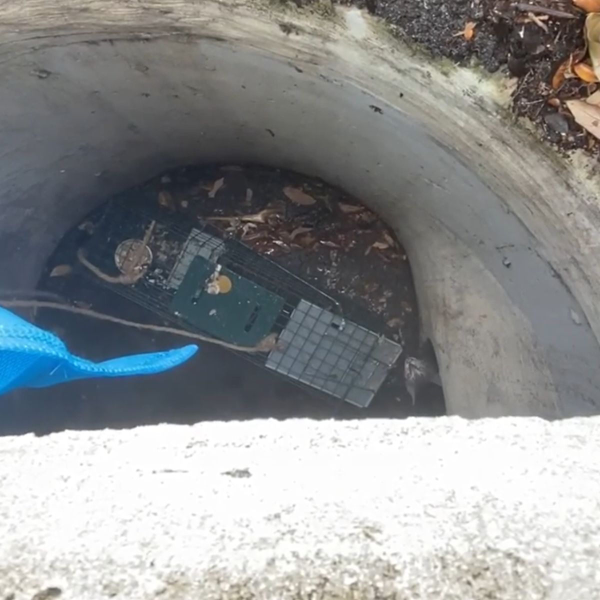 cat stuck in sewer