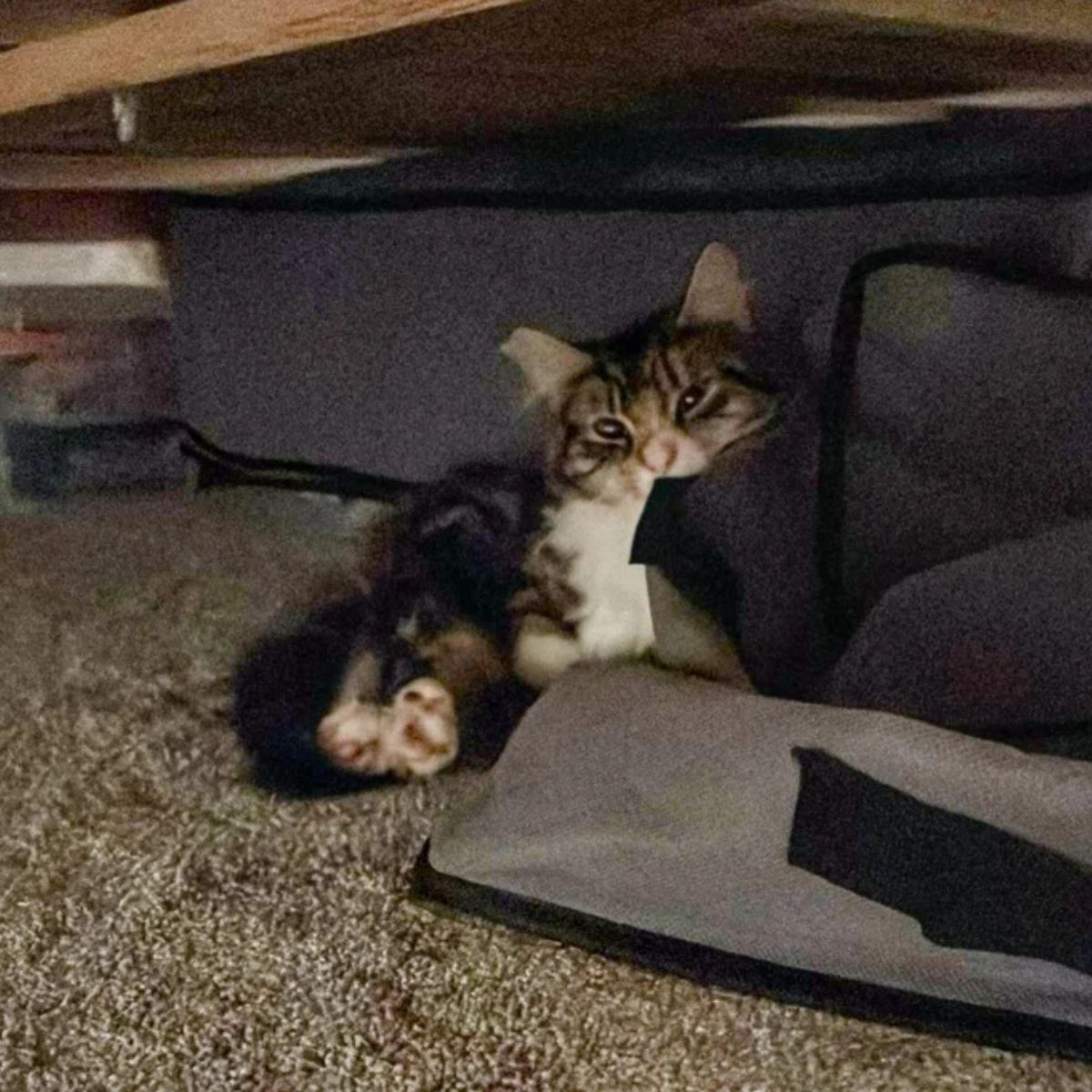 cat under bed