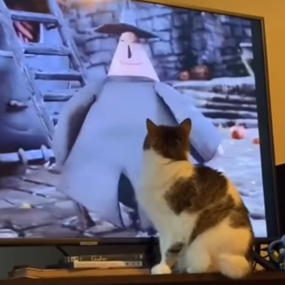 cat watching tv