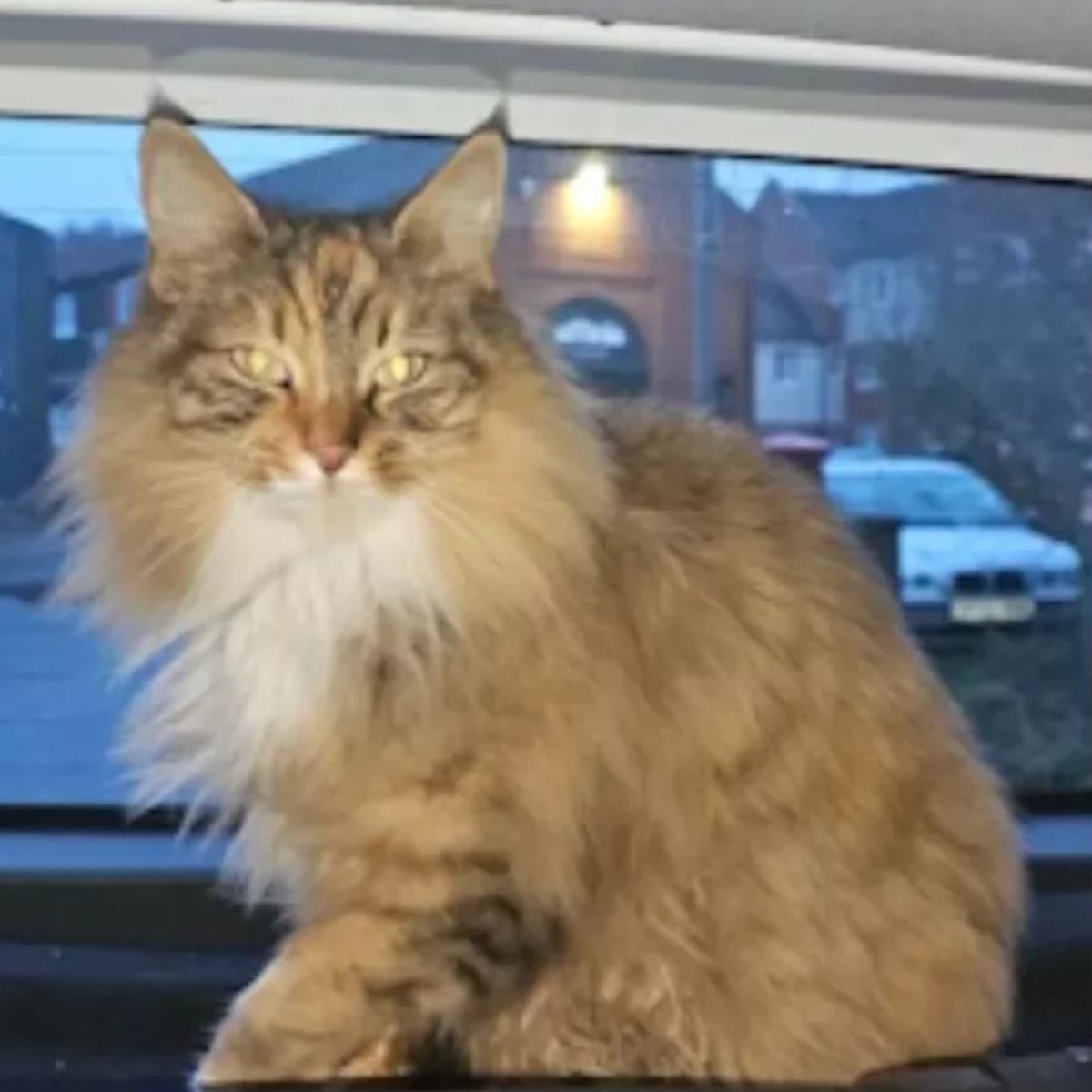 cat with long fur