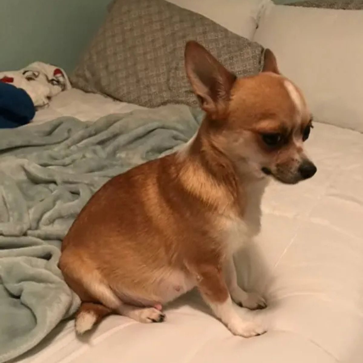 chihuahua on the bed