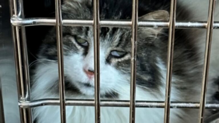 Couple Visits New Jersey Shelter To Adopt A Dog But Ends Up Taking Home Someone Unexpected