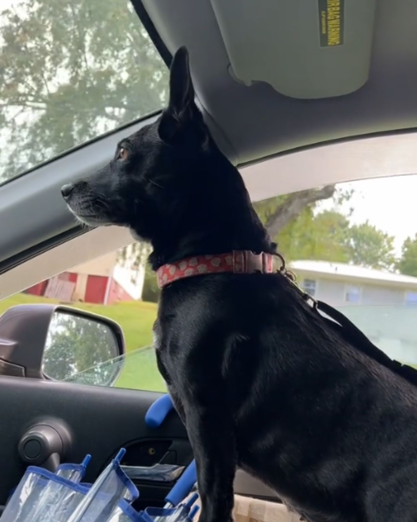 cute black dog in a car