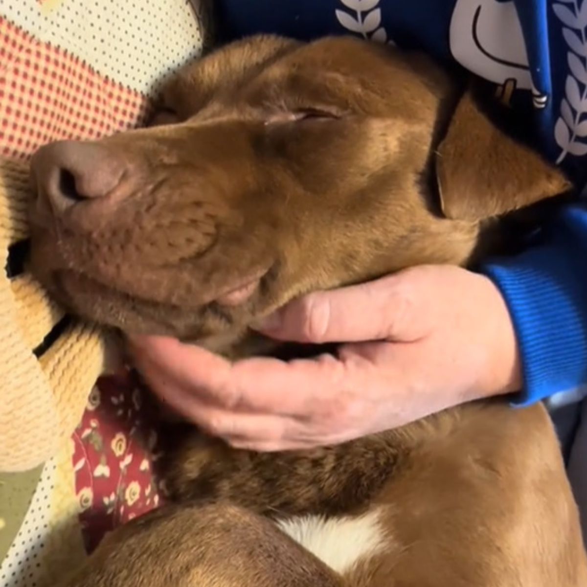 cute brown dog sleeping