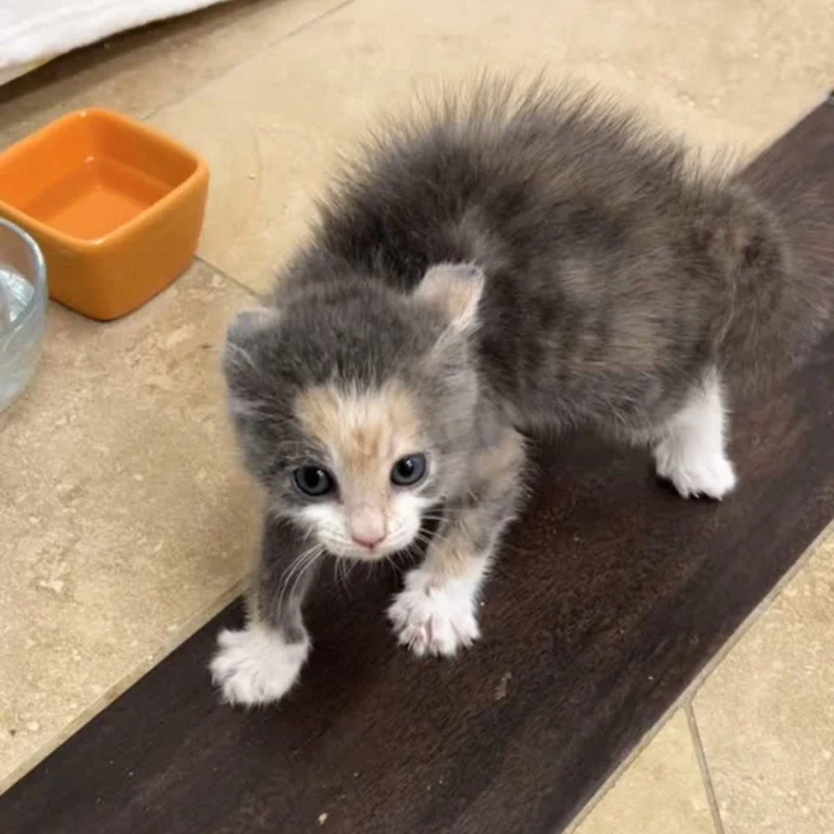 cute calico cat