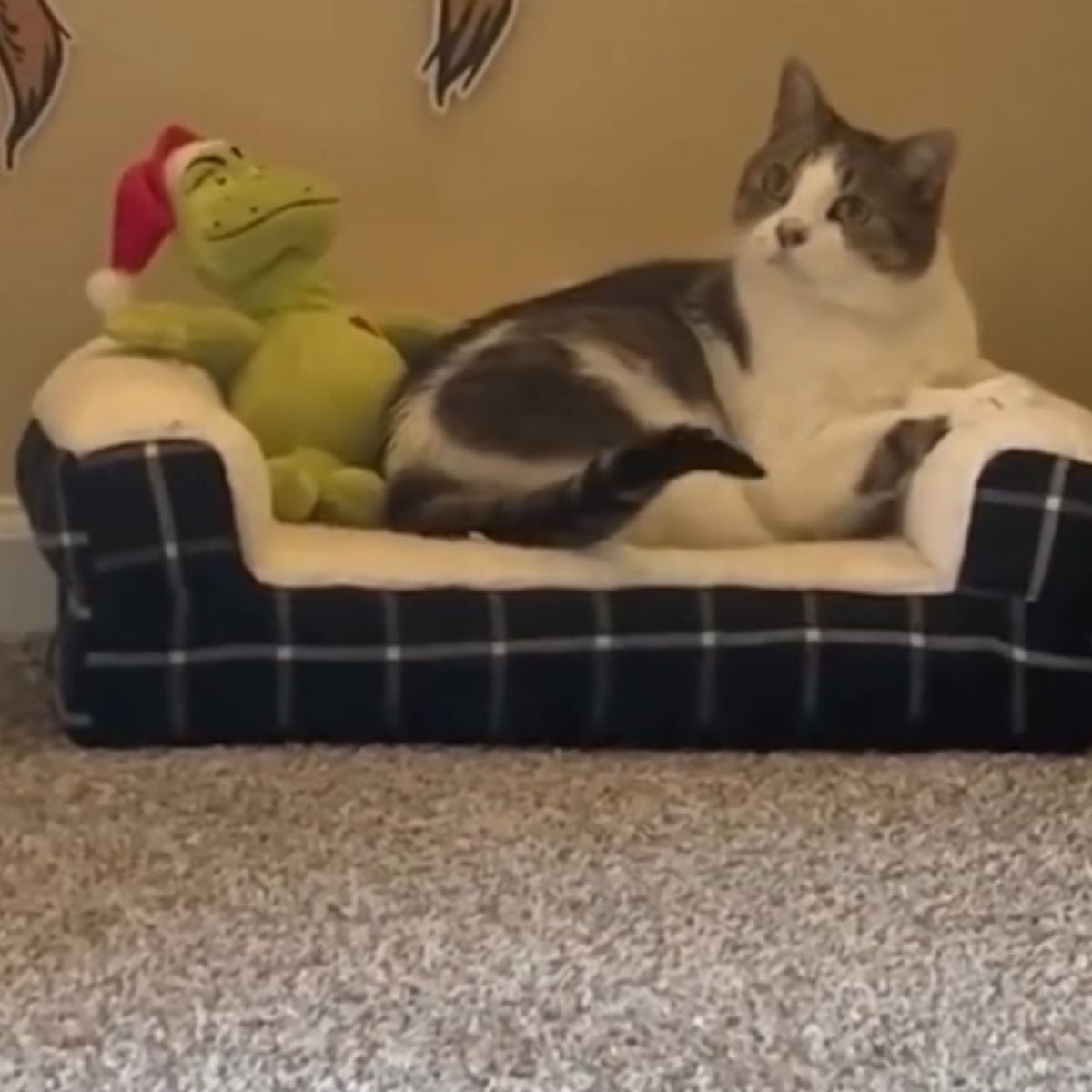 cute cat laying in sofa