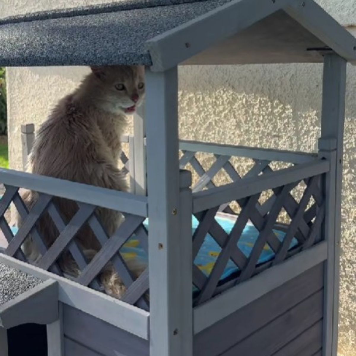 cute cat sitting outside