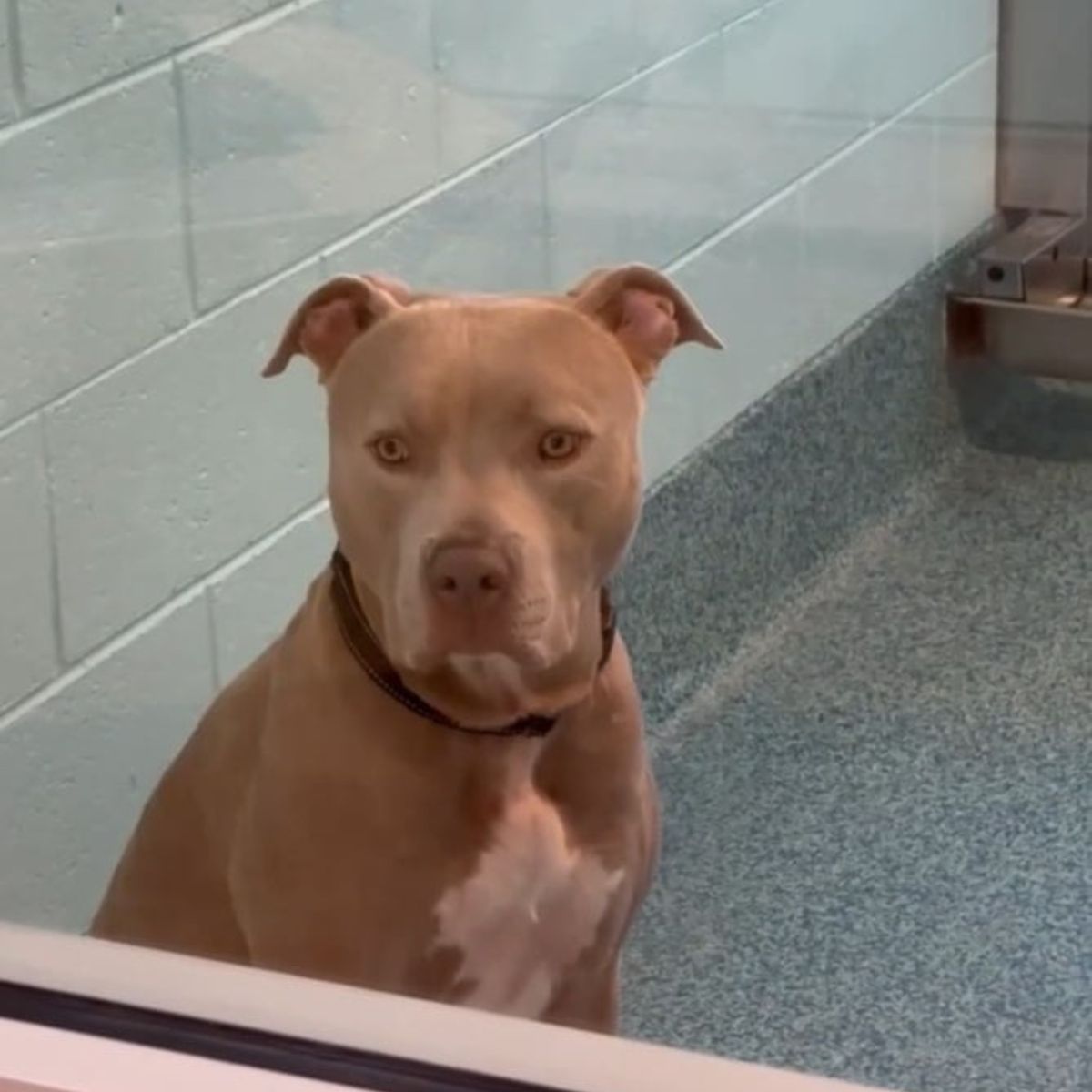 cute dog in shelter