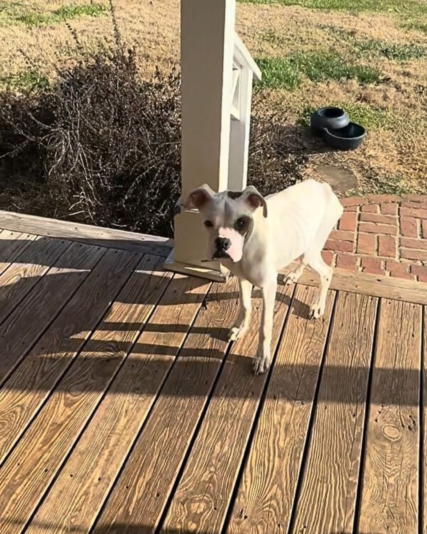 cute dog on a porch