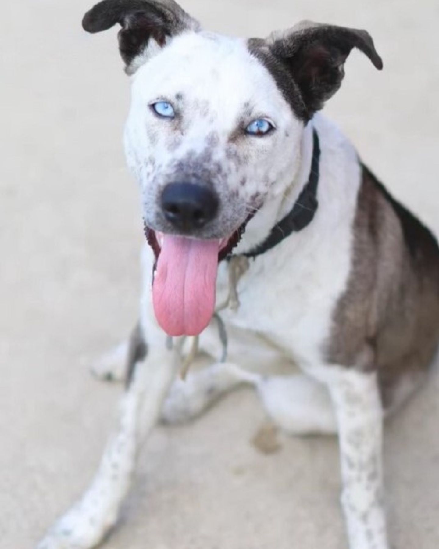 cute dog with blue eyes