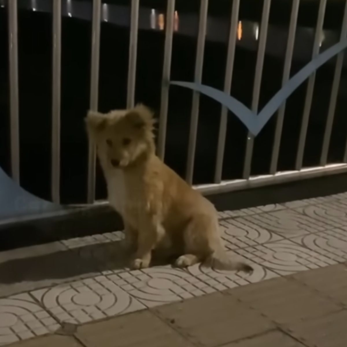 cute stray dog