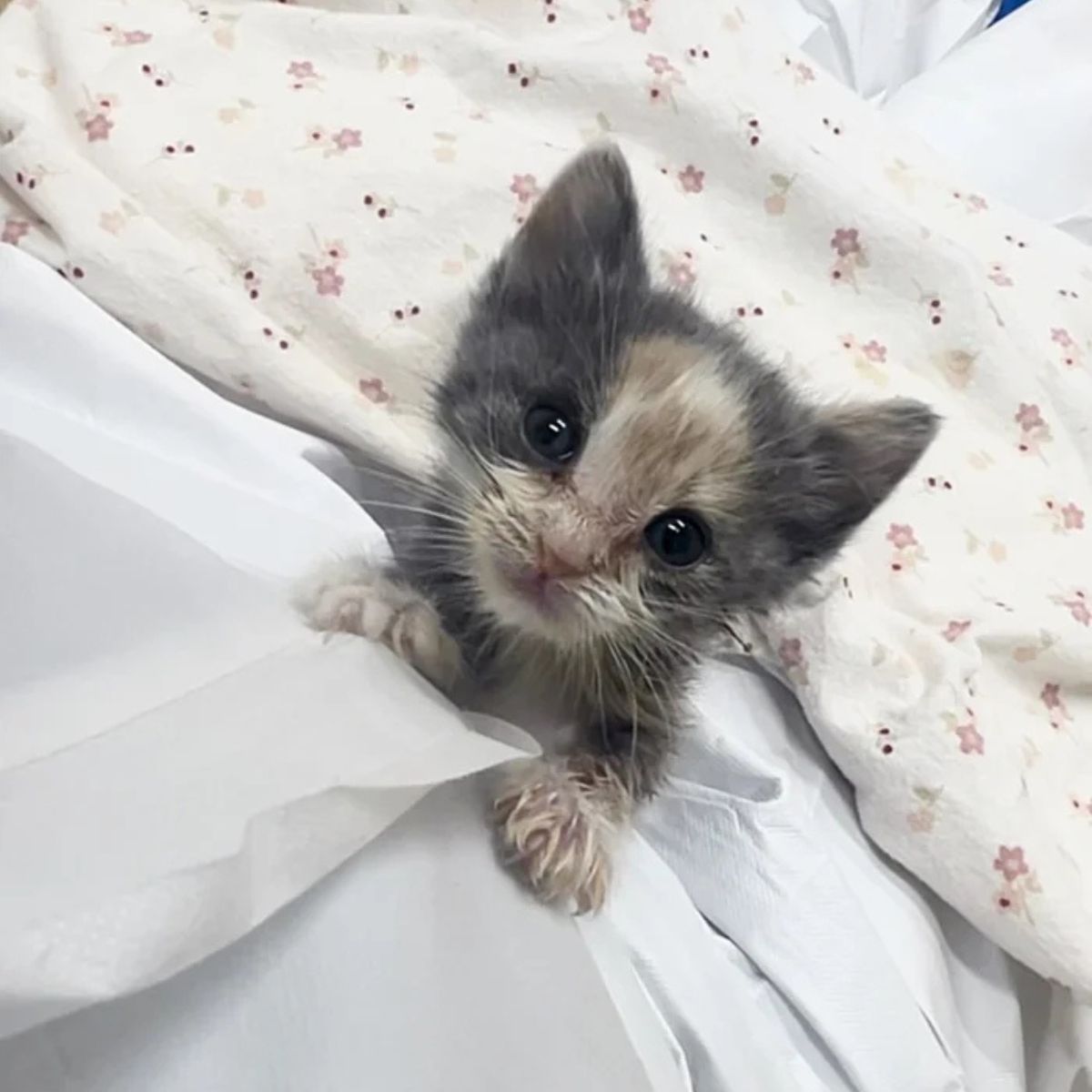 cute tiny kitten