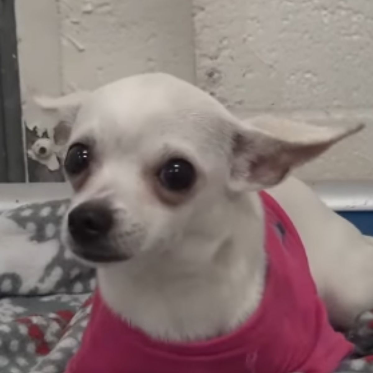 cute white chihuahua