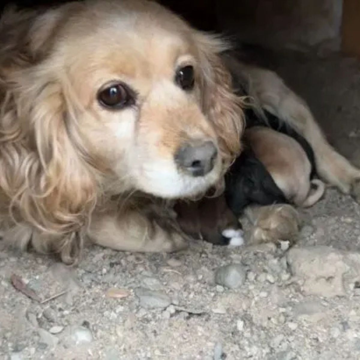 dog and four puppies