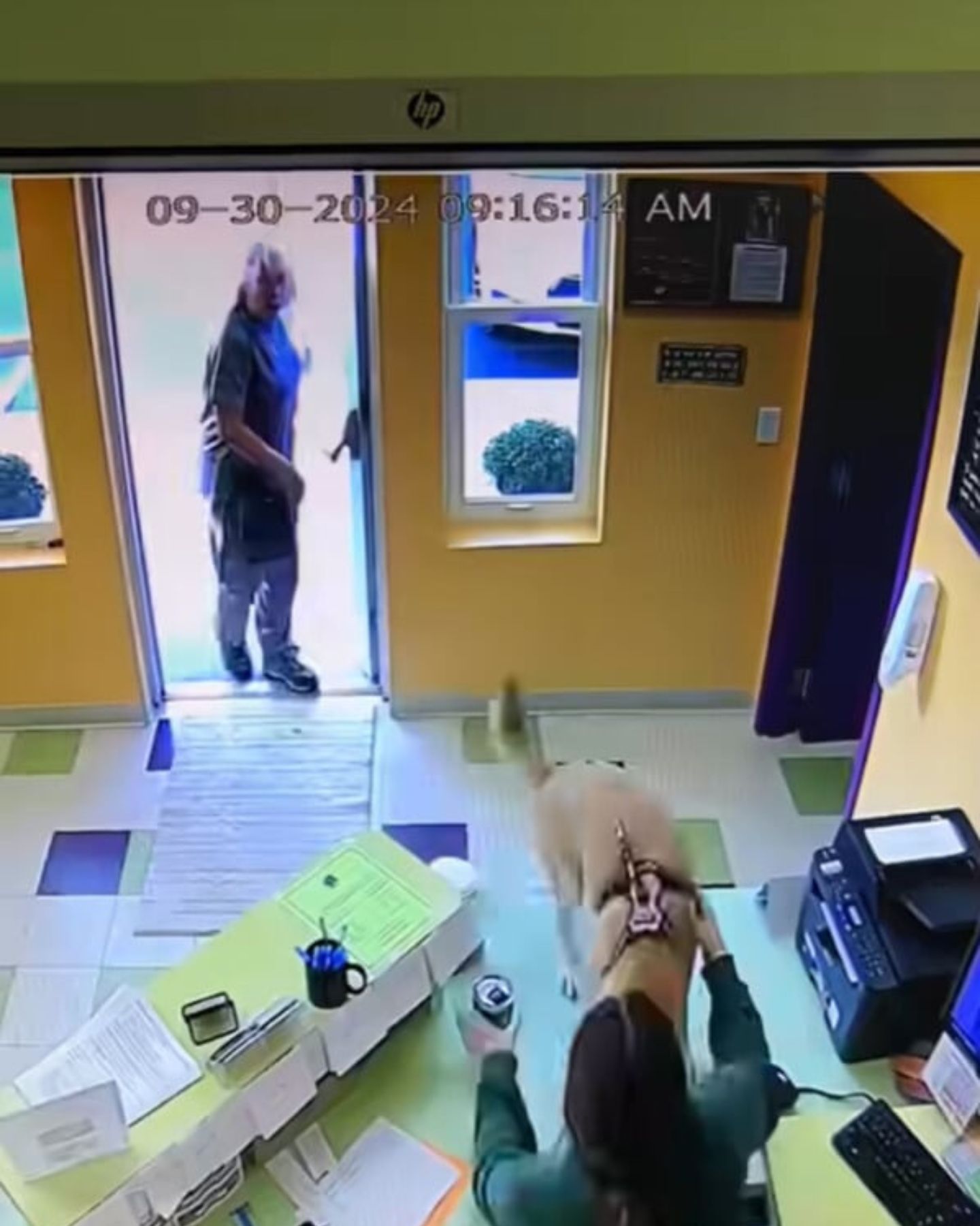 dog and woman in daycare