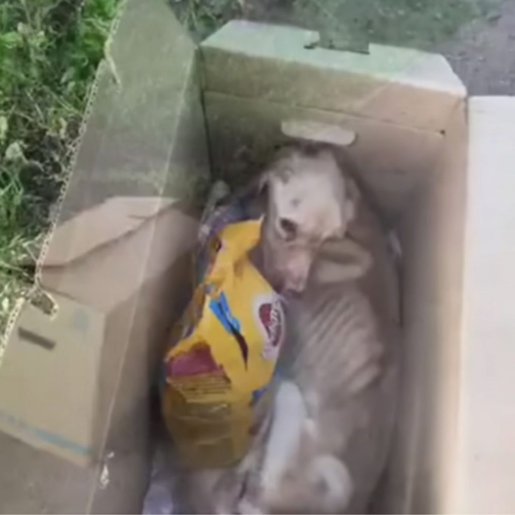 dog in box