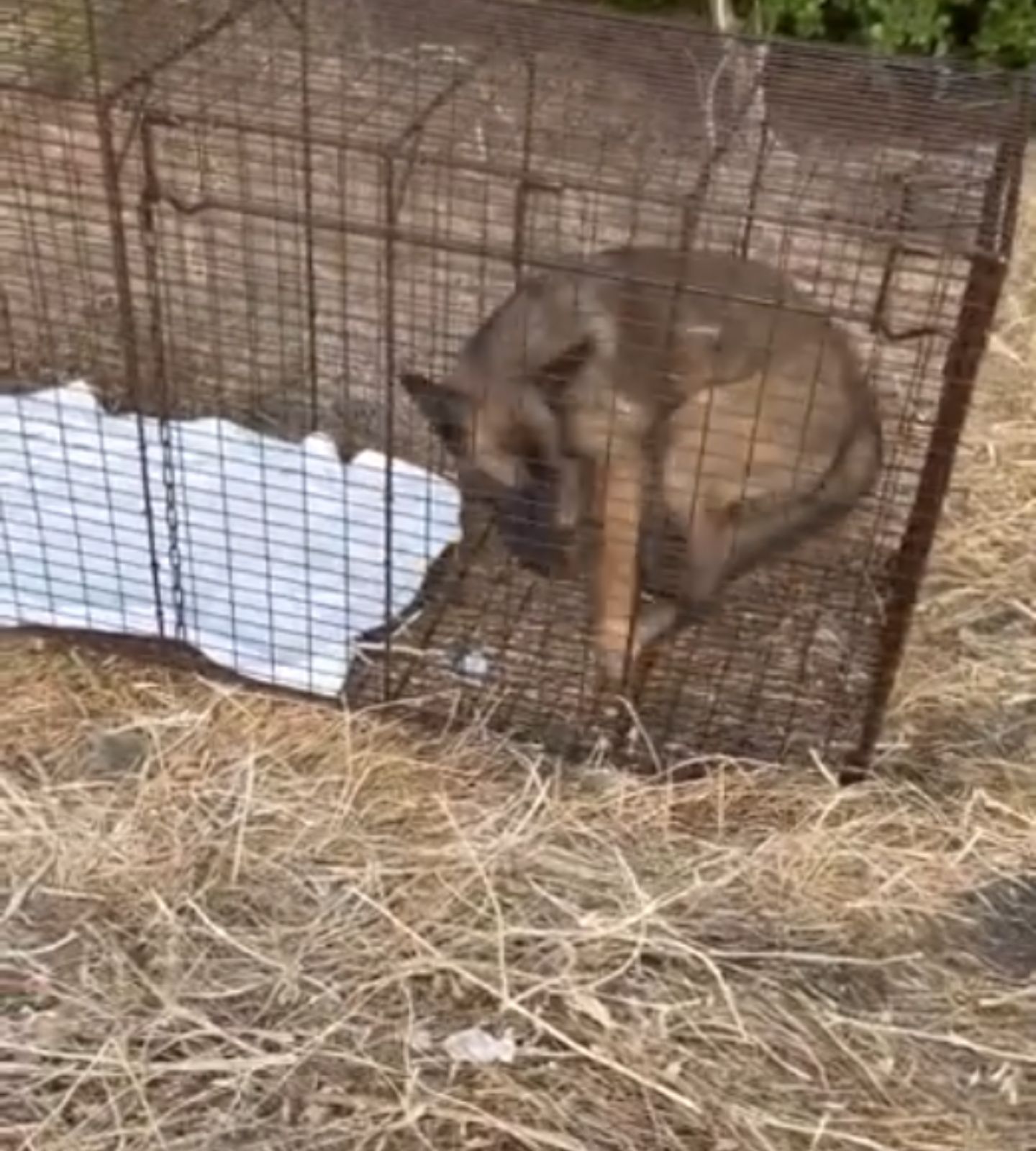 dog in crate