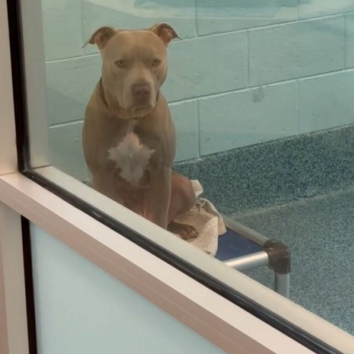 dog in shelter