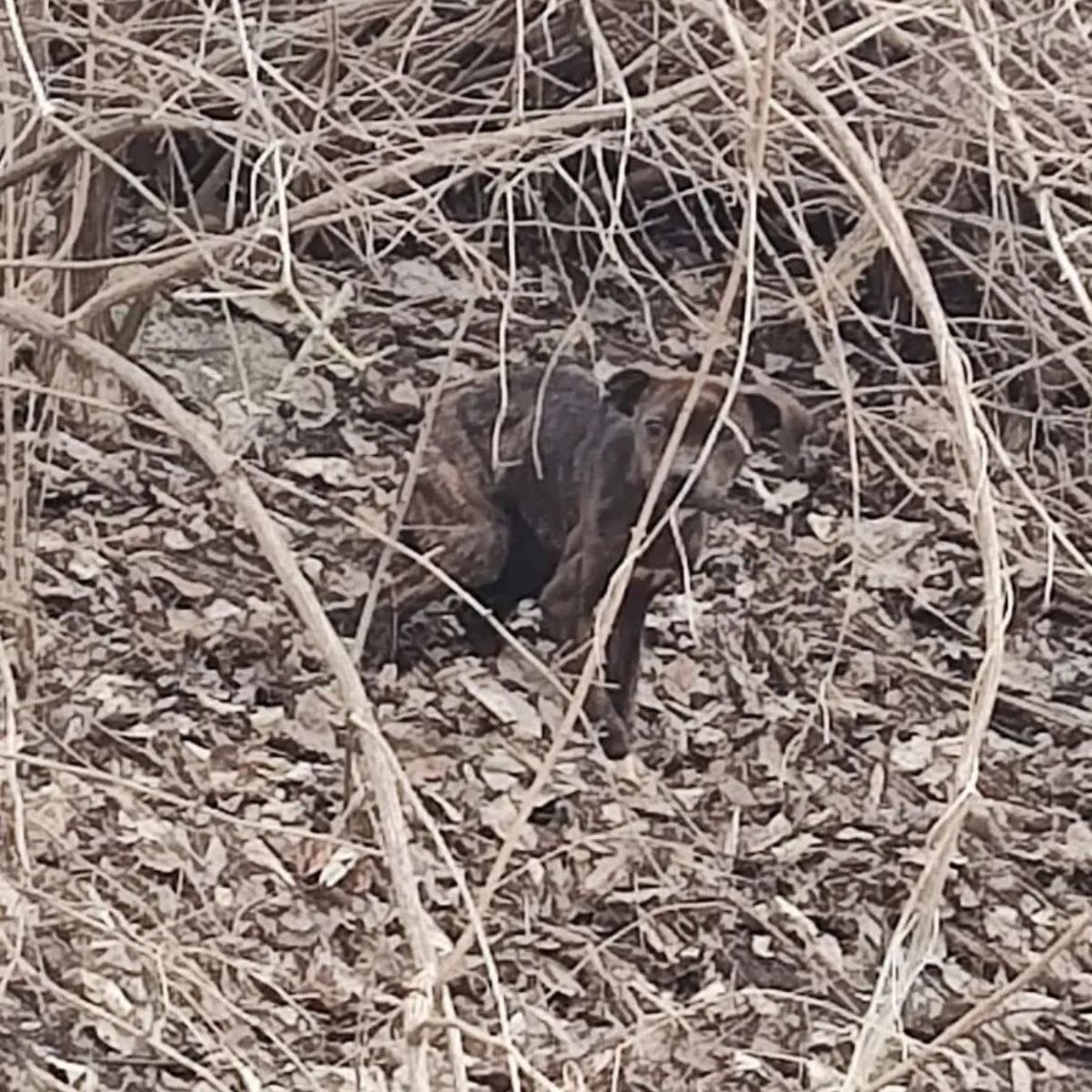 dog in woods