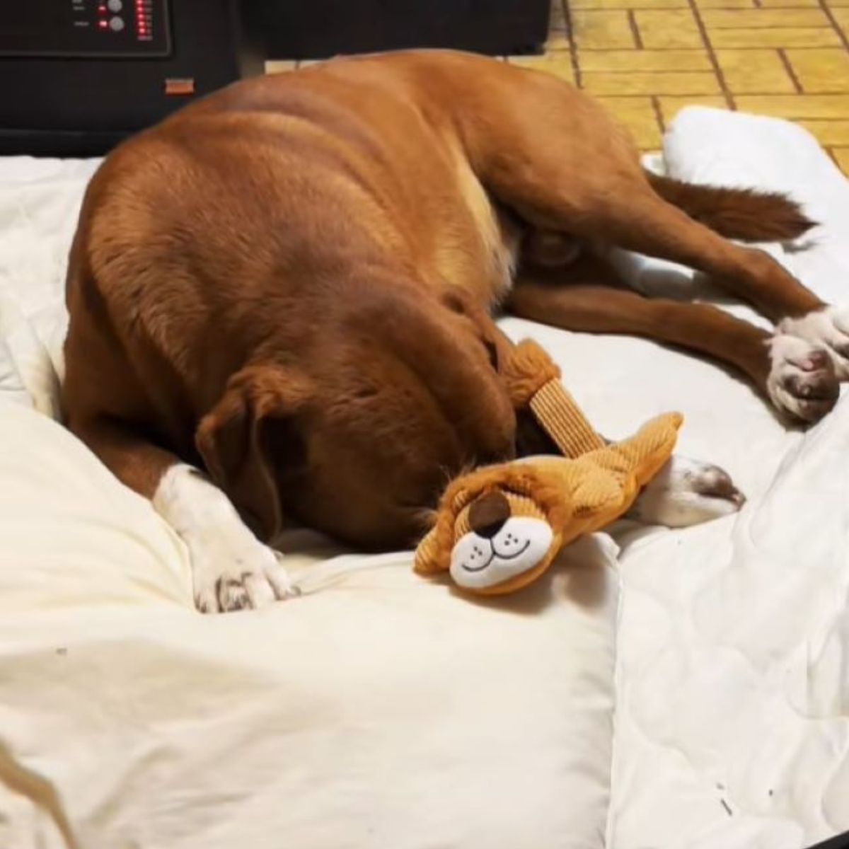 dog laying on the bed