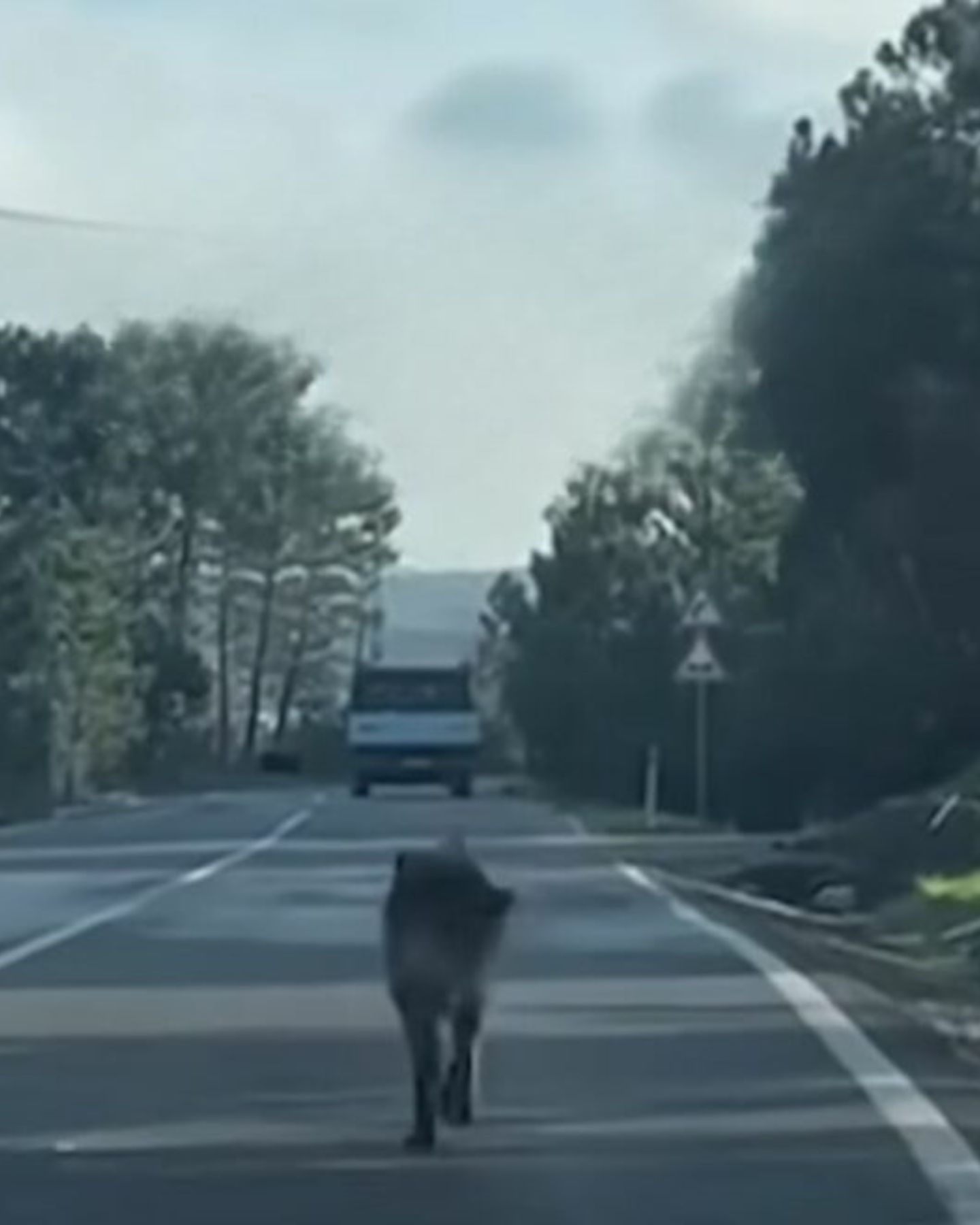 dog on road