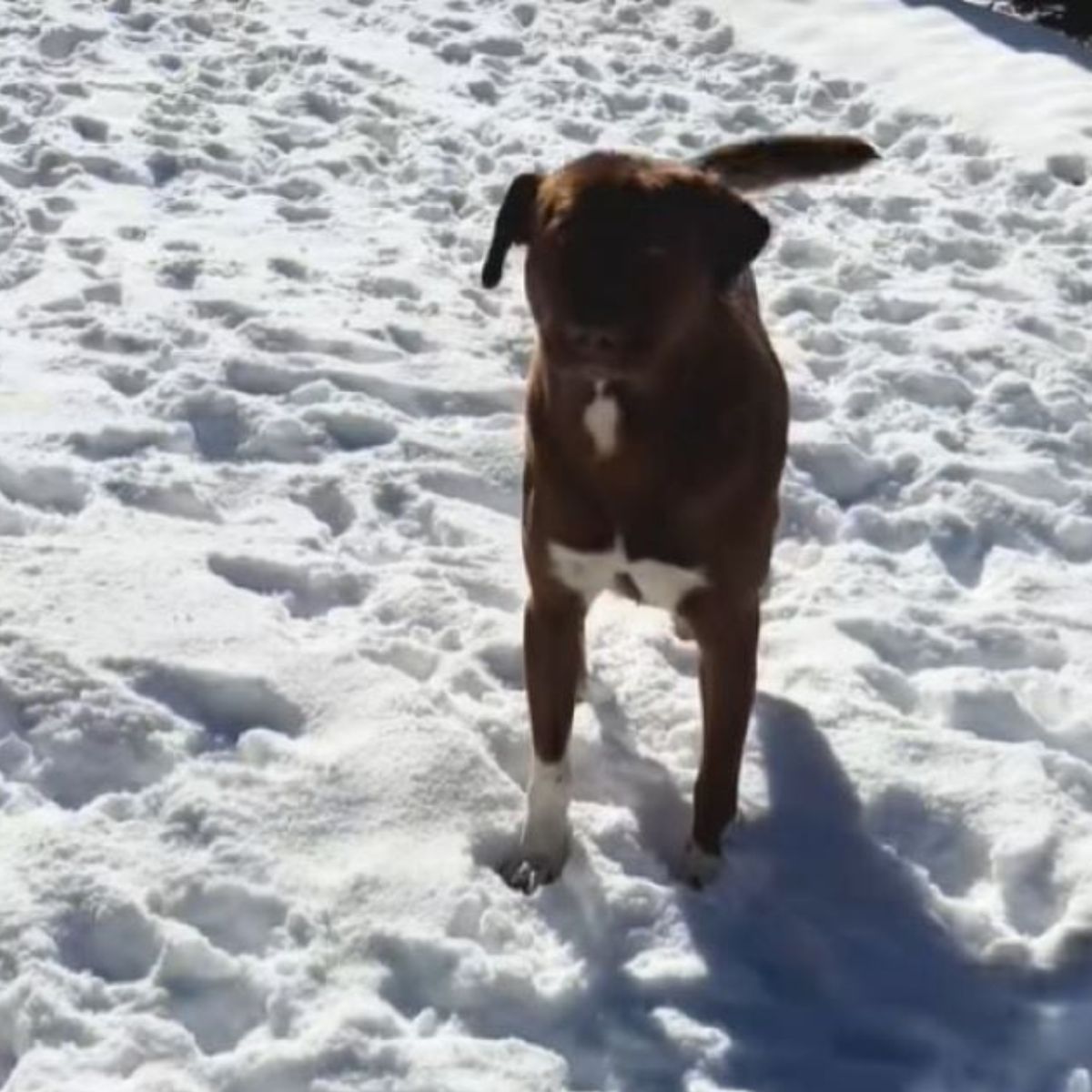 dog on snow