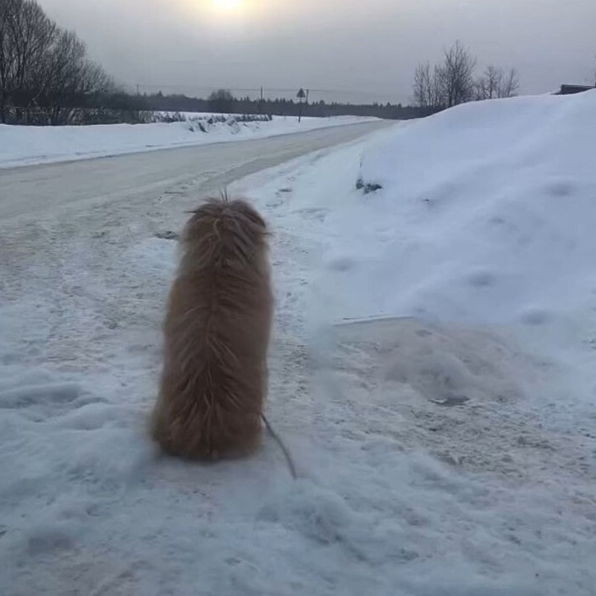 dog on snow