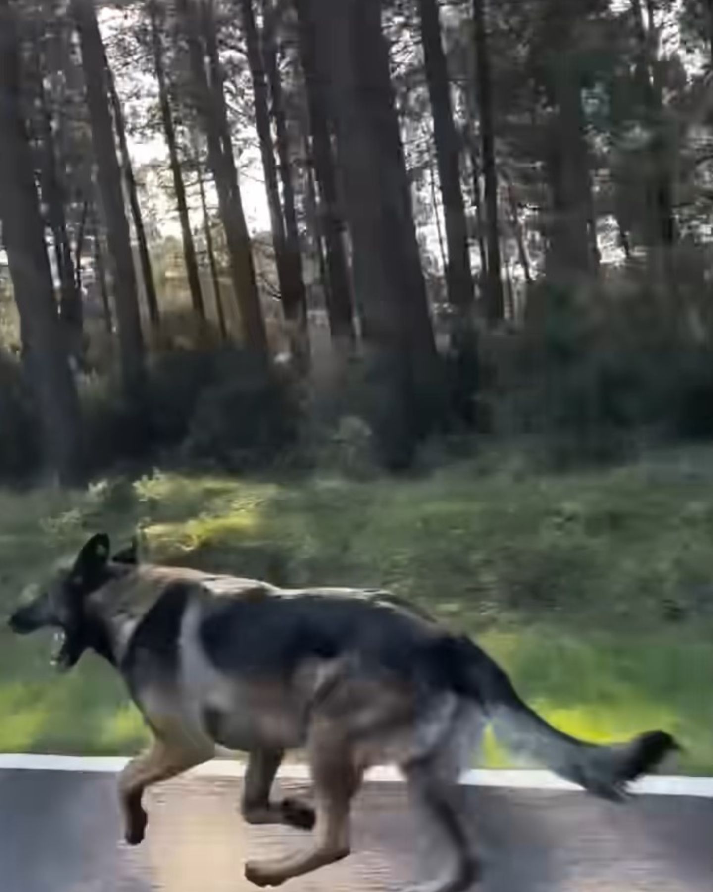 dog running