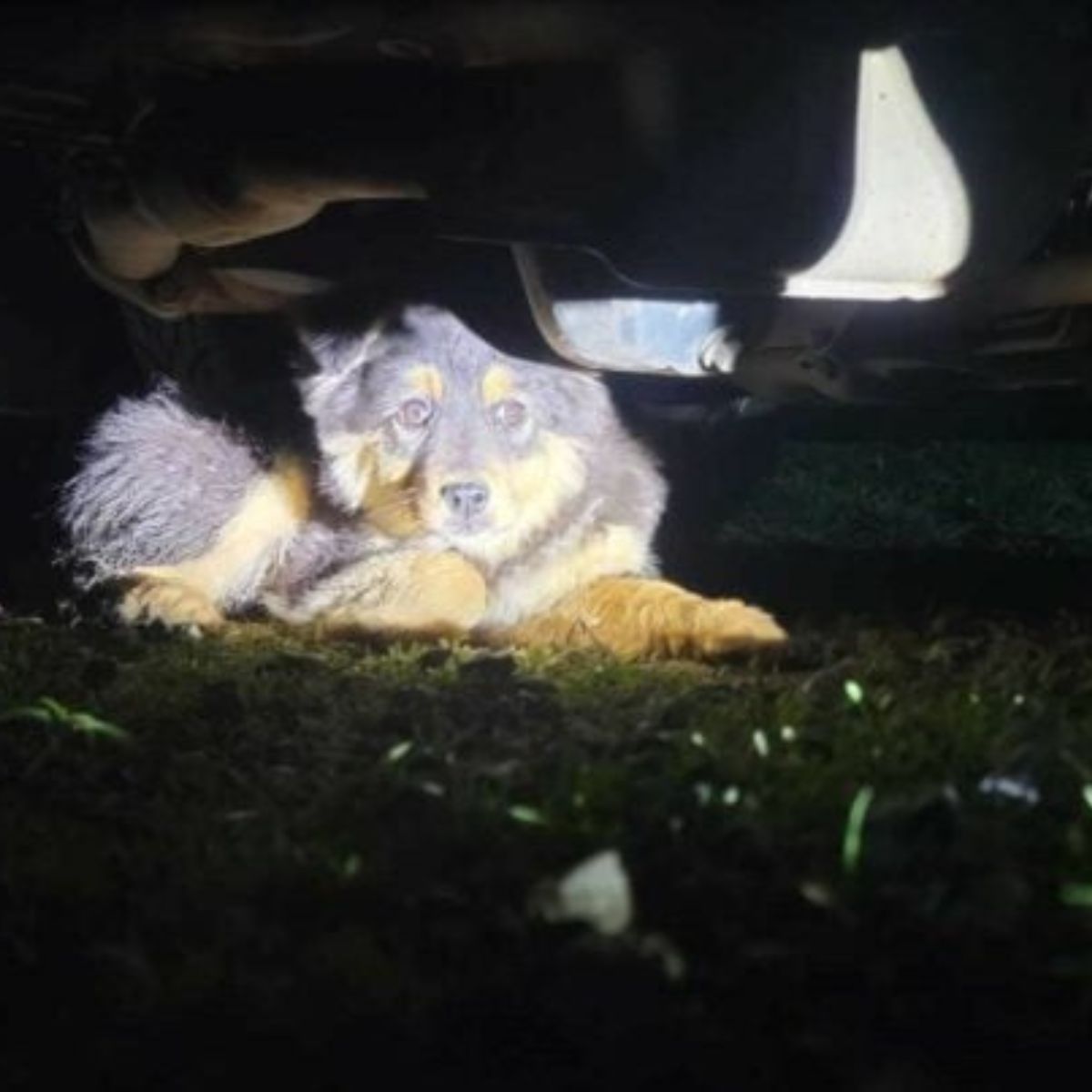 dog under car