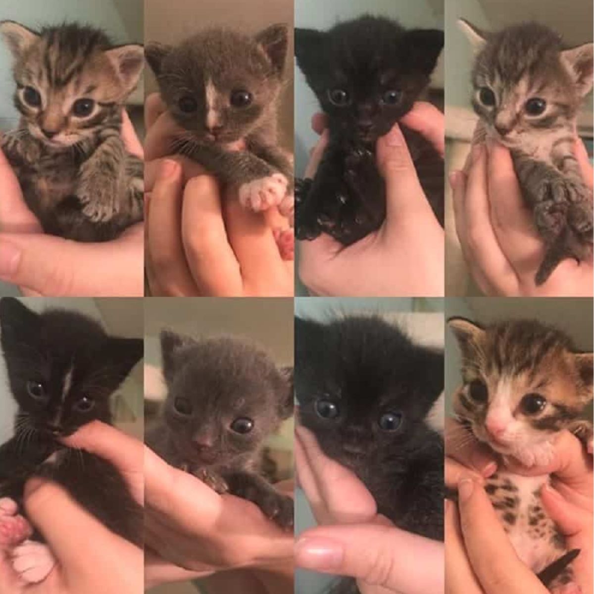 eight kittens