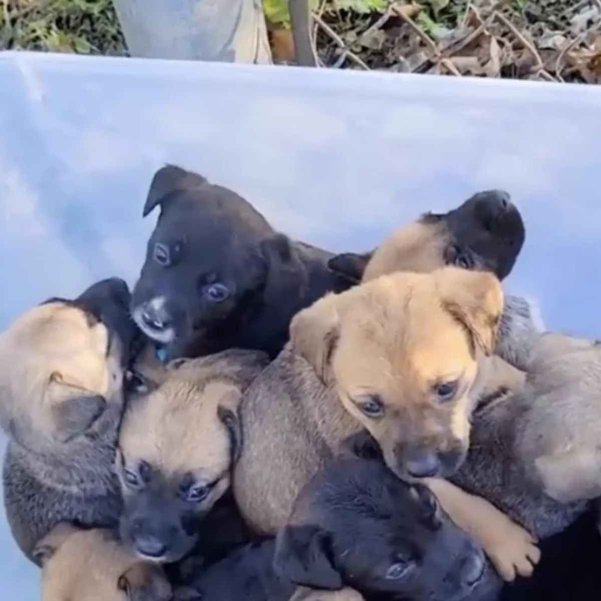 eleven puppies in container