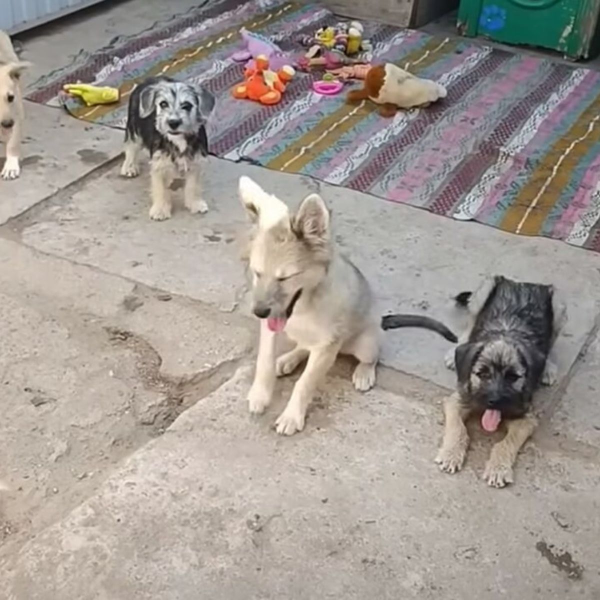 four cute dogs